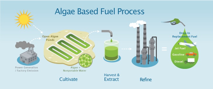 algae-fuel1